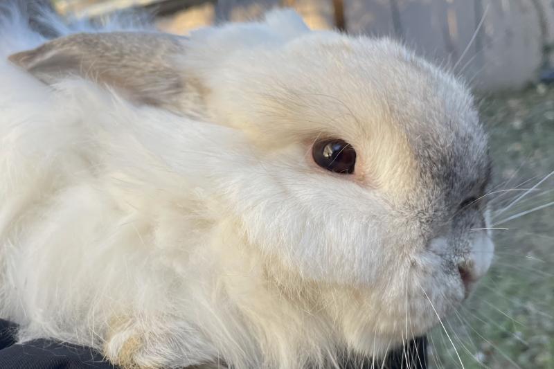 Kohu, one of my rabbits.